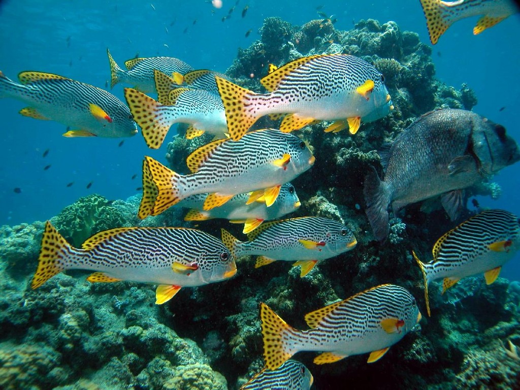 Plectorhinchus lineatus (Gaterino lineato)